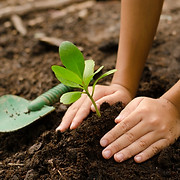 The Magic Beans Landscaping logo