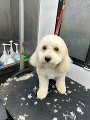 TOP DAWG MPG SERVICES LLC MOBILE PET GROOMING logo