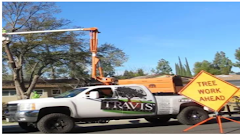 Travis Tree Service logo