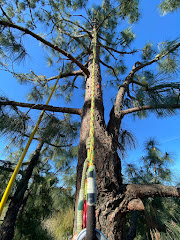 Trinity Tree Service logo