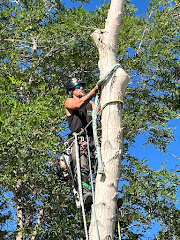 Wilson Tree Works logo