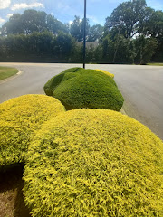 Woods of St Thomas Club logo