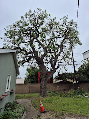 Zamora Tree Services logo