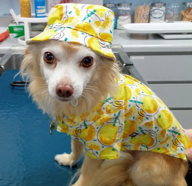 Tustana Animal Hospital — photo from the business 6