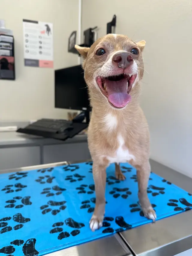 Tustana Animal Hospital — customer photo 1