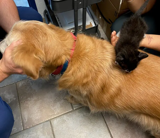 Tustana Animal Hospital — photo from the business 7
