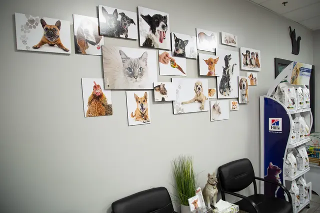 Animal Hospital of Huntington Beach — photo from the business 12