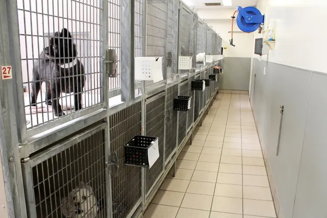Animal Hospital of Huntington Beach — photo from the business 5
