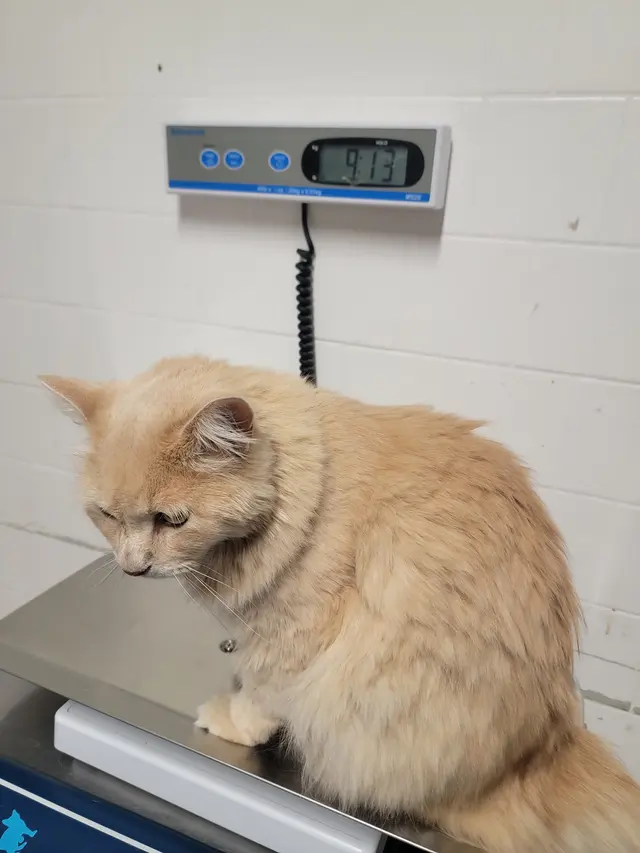 Alamitos Animal Hospital — customer photo 1