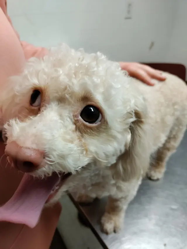 Alamitos Animal Hospital — customer photo 2