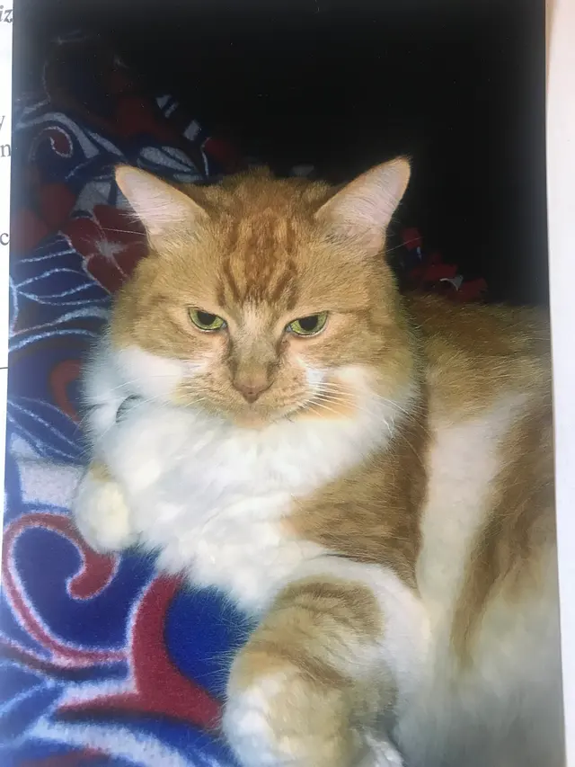 Alamitos Animal Hospital — customer photo 12
