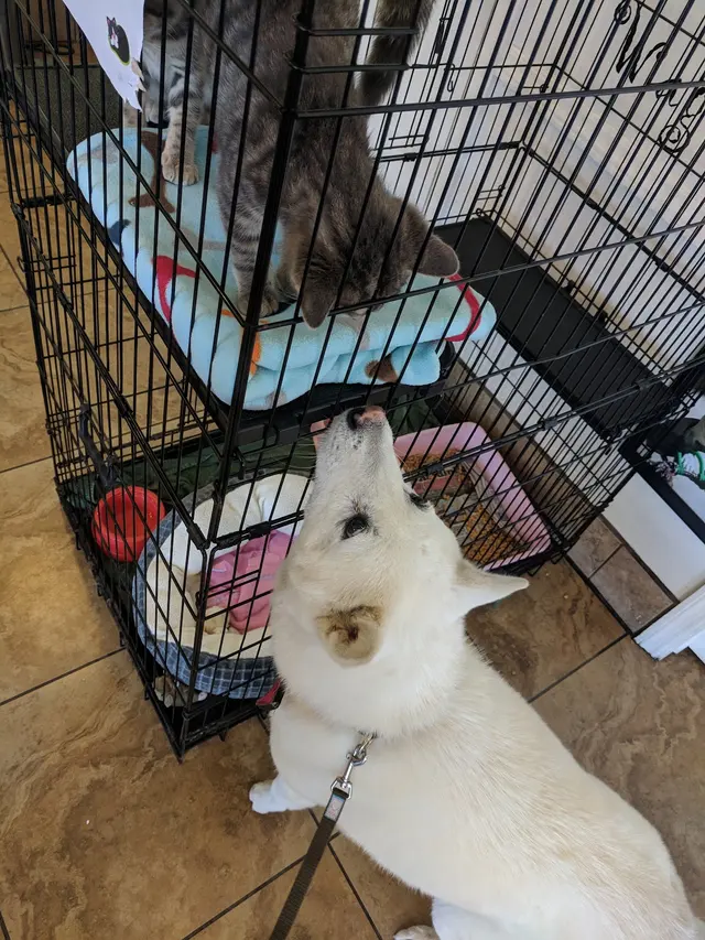 Alamitos Animal Hospital — customer photo 3