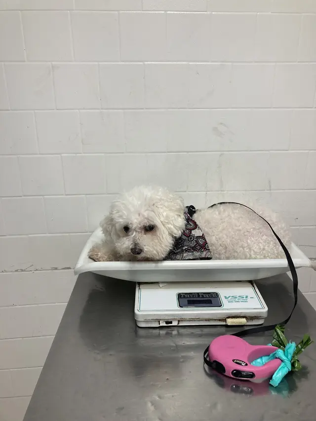 Alamitos Animal Hospital — customer photo 6