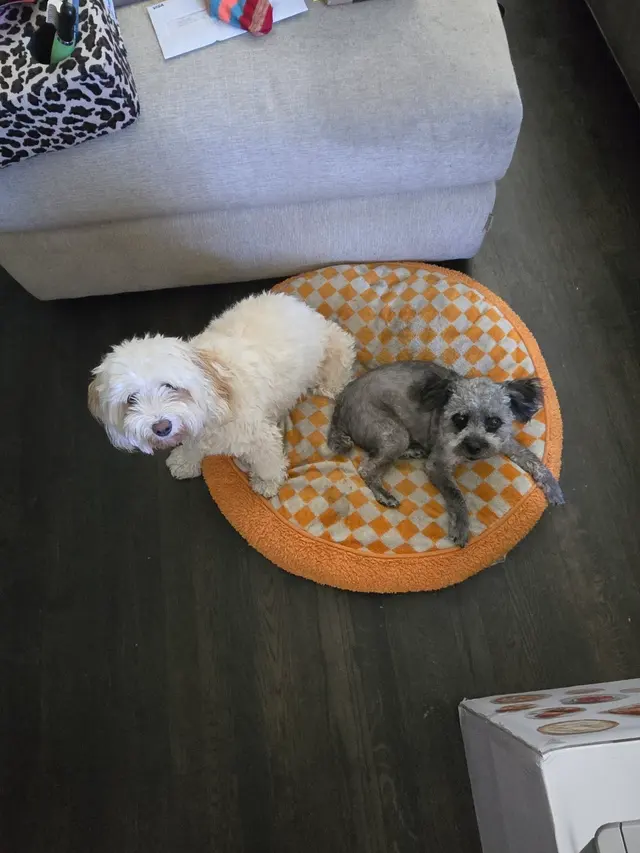 Westminster Veterinary Group — customer photo 11