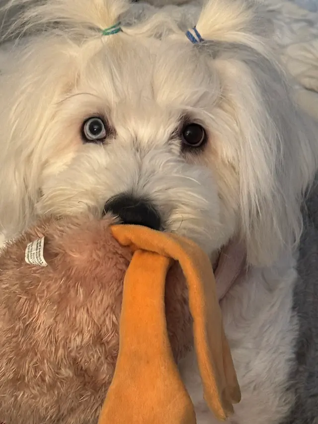 Westminster Veterinary Group — customer photo 10
