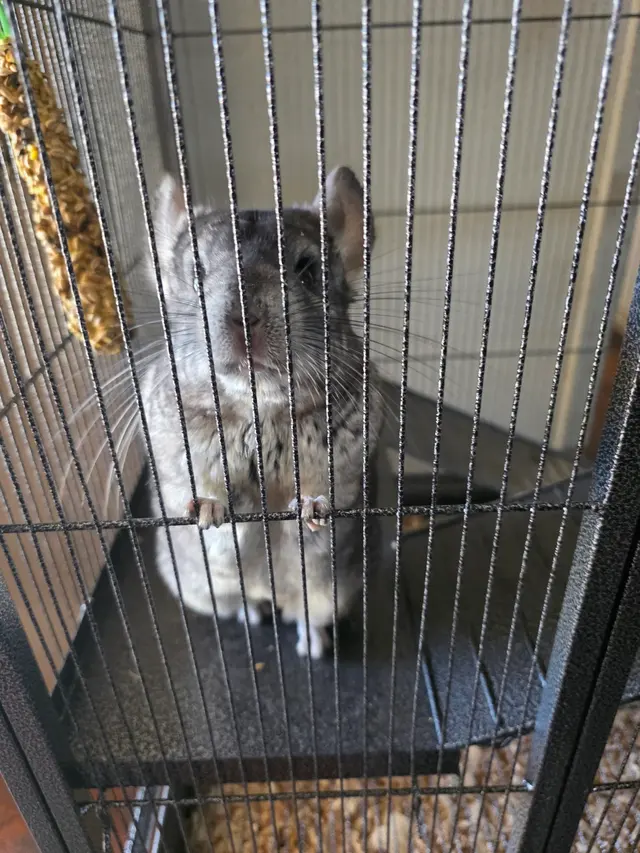 Westminster Veterinary Group — customer photo 8