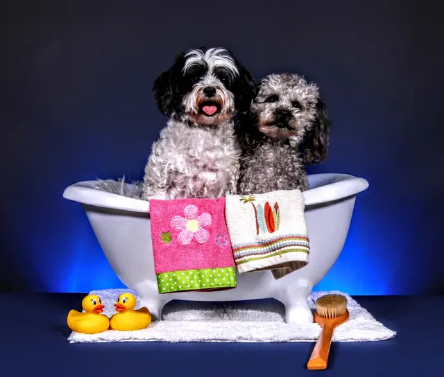 Westminster Veterinary Group — customer photo 12