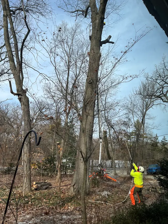 Royal Oaks Tree Care Inc. — customer photo 8