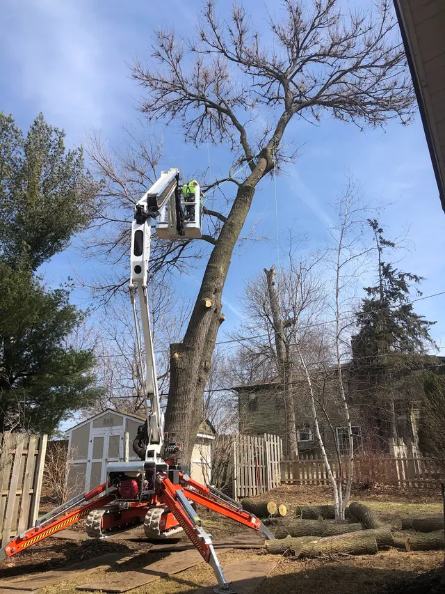Royal Oaks Tree Care Inc. — photo from the business 7