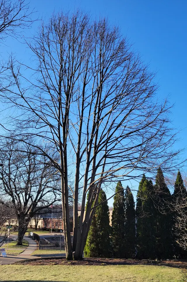 Royal Oaks Tree Care Inc. — customer photo 2
