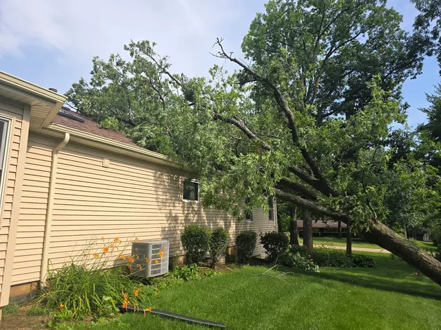Royal Oaks Tree Care Inc. — customer photo 6