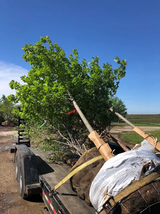 Royal Oaks Tree Care Inc. — photo from the business 10