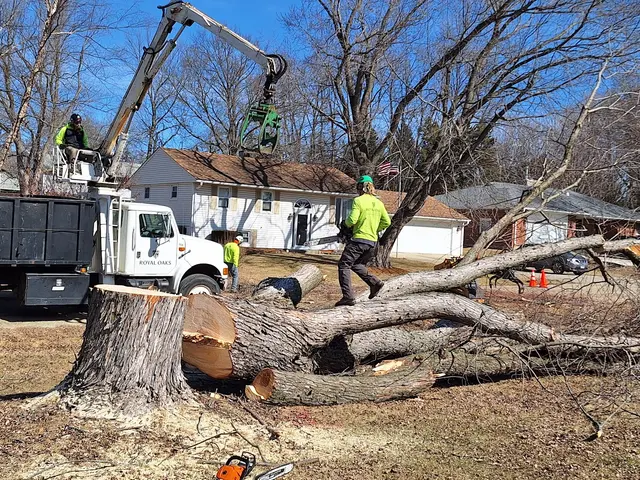 Royal Oaks Tree Care Inc. — customer photo 1