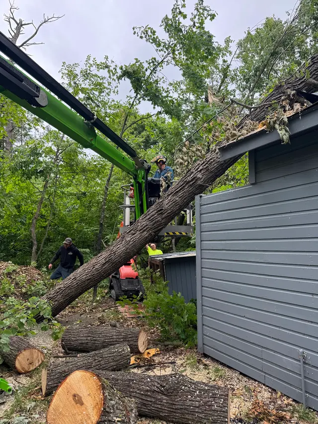 Minnesota Tree Experts — photo from the business 7