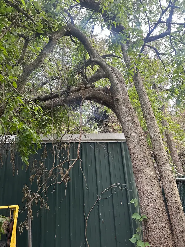 Minnesota Tree Experts — photo from the business 9