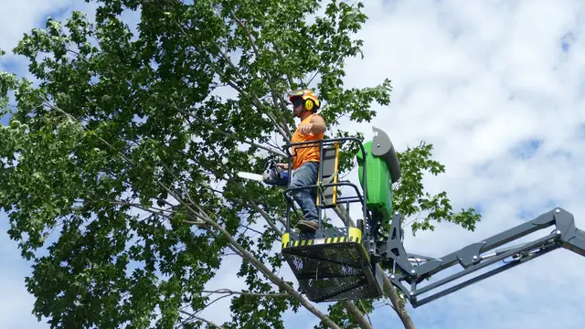 Minnesota Tree Experts — photo from the business 10