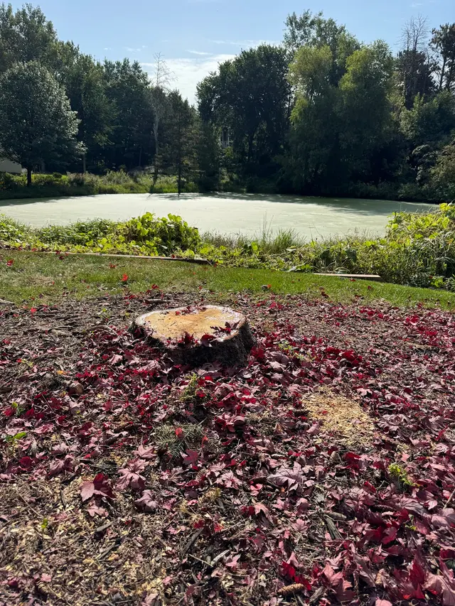 Northern Stump Solutions — photo from the business 6