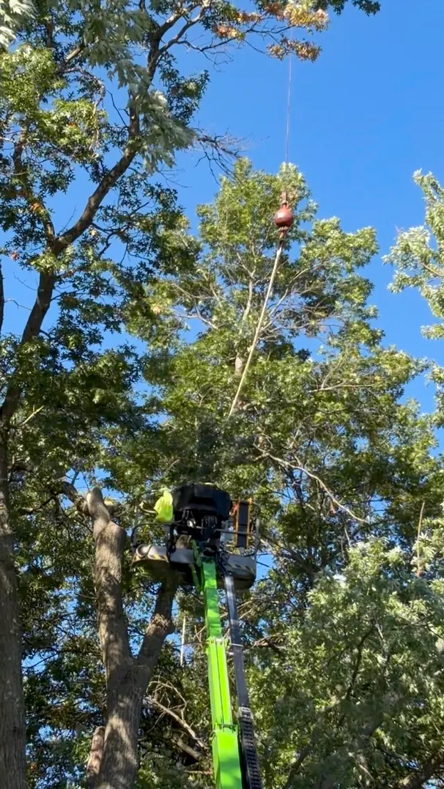 Allstate Tree Service — customer photo 5