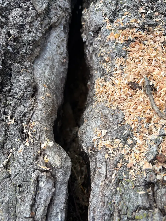 Customer photo of work by Allstate Tree Service, from Linda Schut-Foster's review