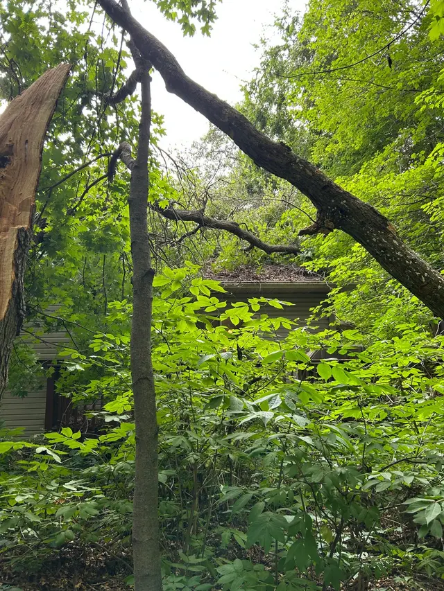 Allstate Tree Service — photo from the business 8