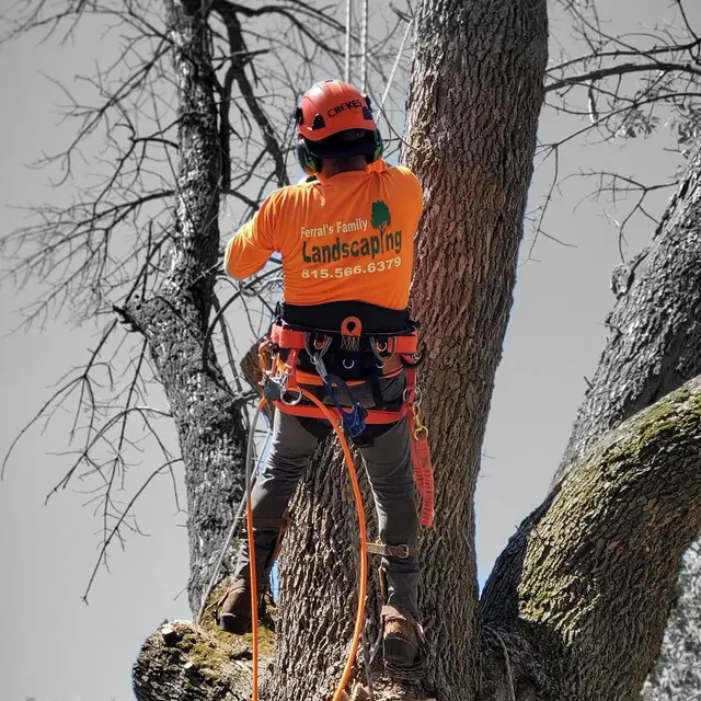 Ferrals Family Landscaping & Tree Services — photo from the business 1