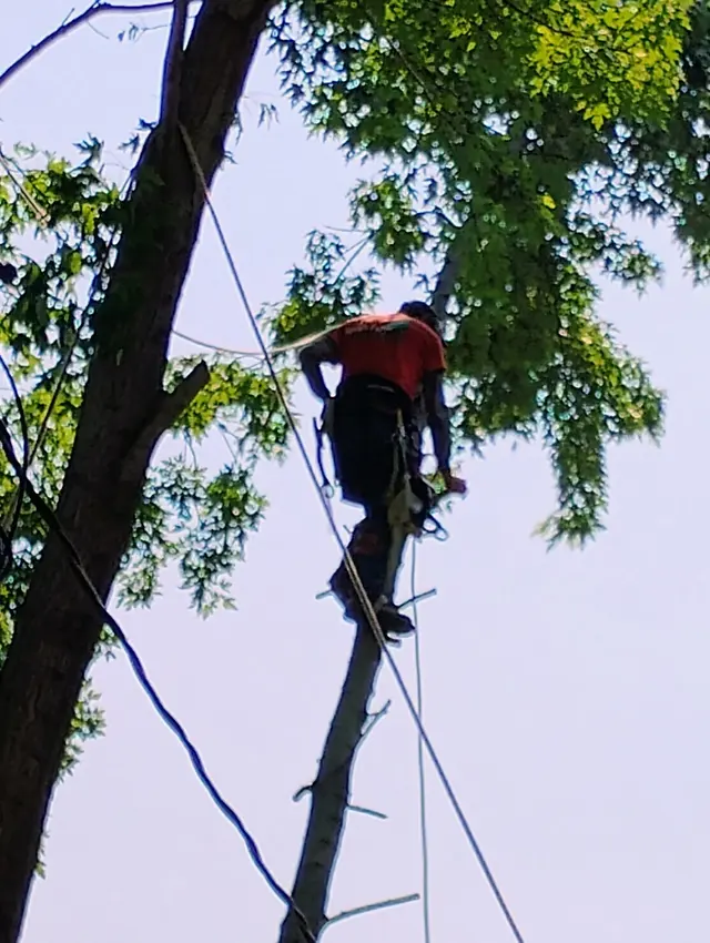 Ferrals Family Landscaping & Tree Services — customer photo 2