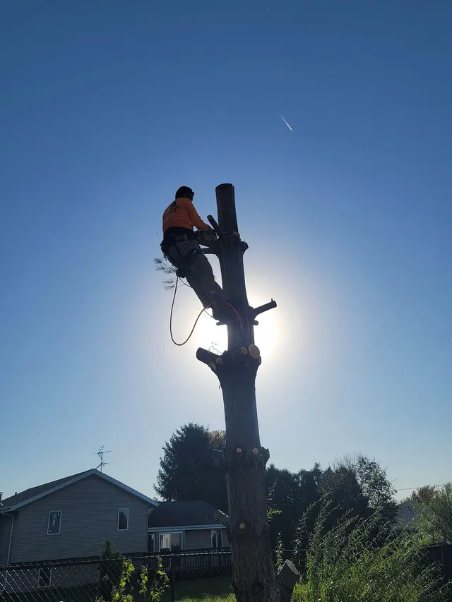 Ferrals Family Landscaping & Tree Services — photo from the business 11