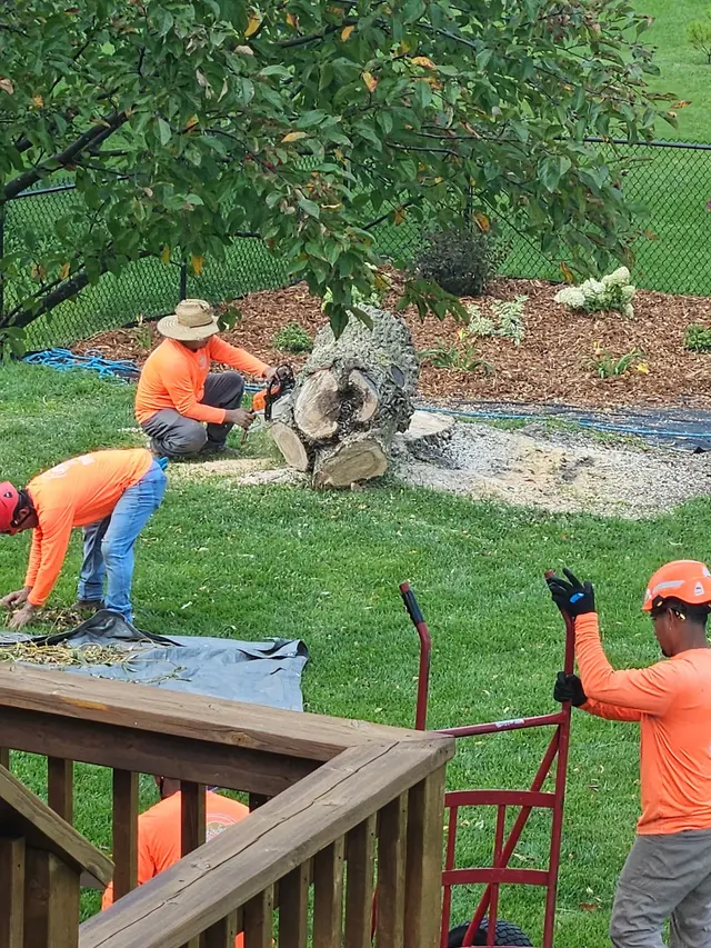 Goldentree Landscaping & Tree Service — customer photo 6