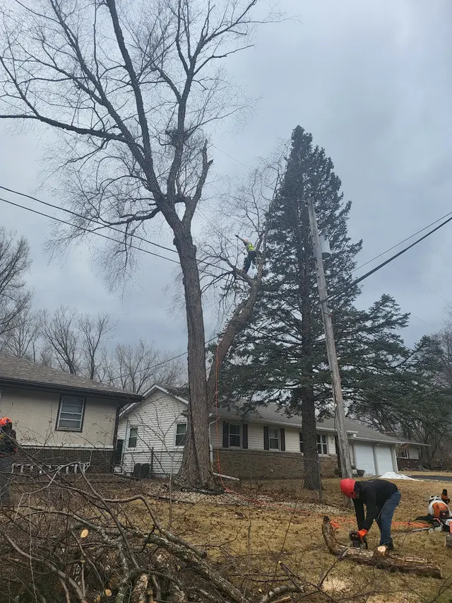 Goldentree Landscaping & Tree Service — customer photo 3