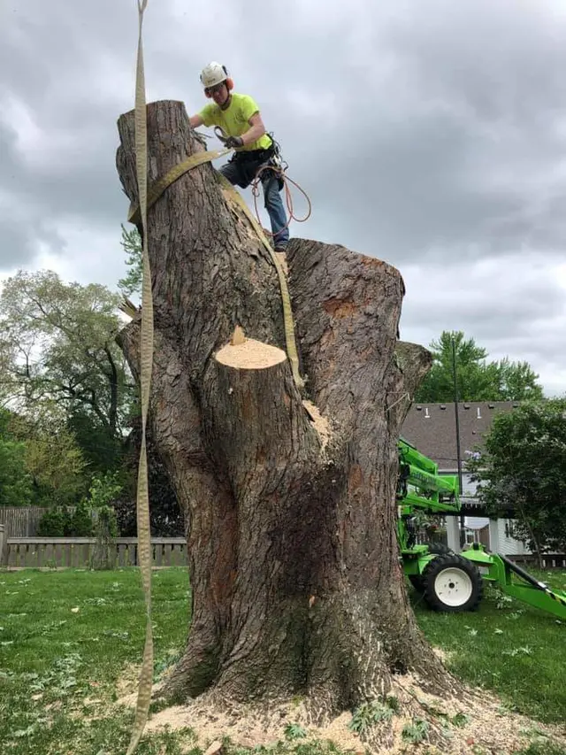 Premier Tree Service Inc — customer photo 5