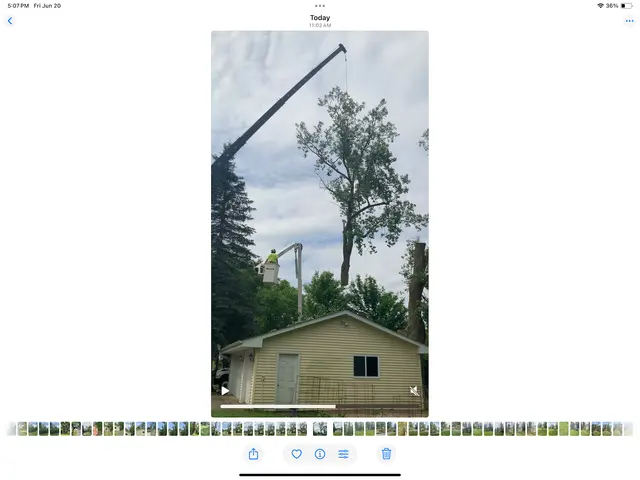 Premier Tree Service Inc — customer photo 10