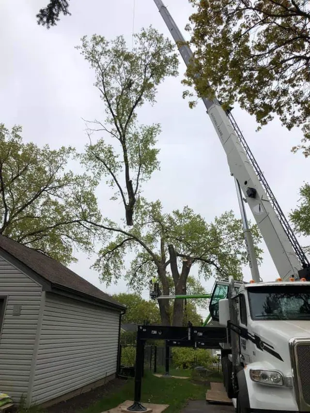 Premier Tree Service Inc — customer photo 8