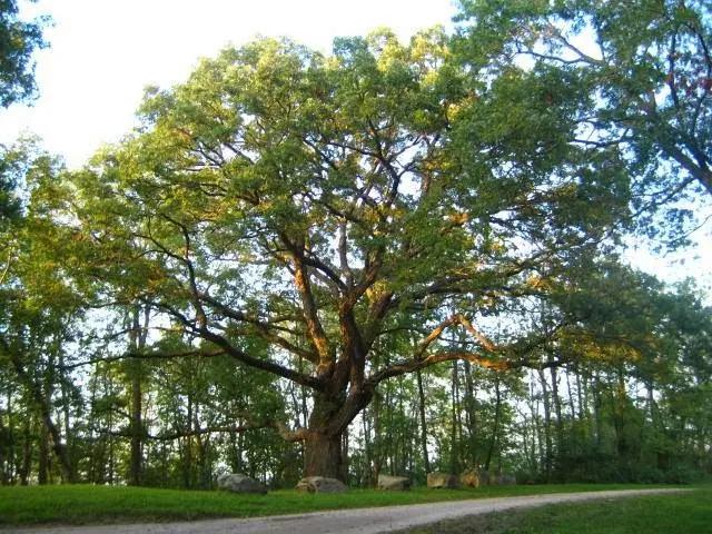 Family Tree Service LLC — photo from the business 9