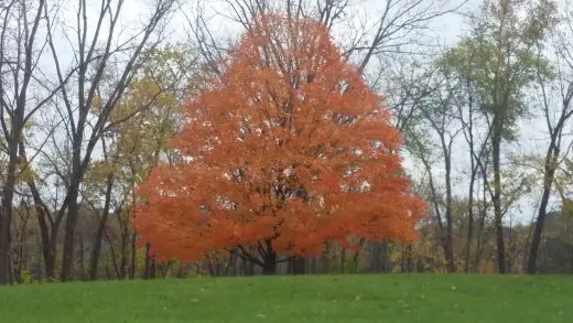 Family Tree Service LLC — photo from the business 1