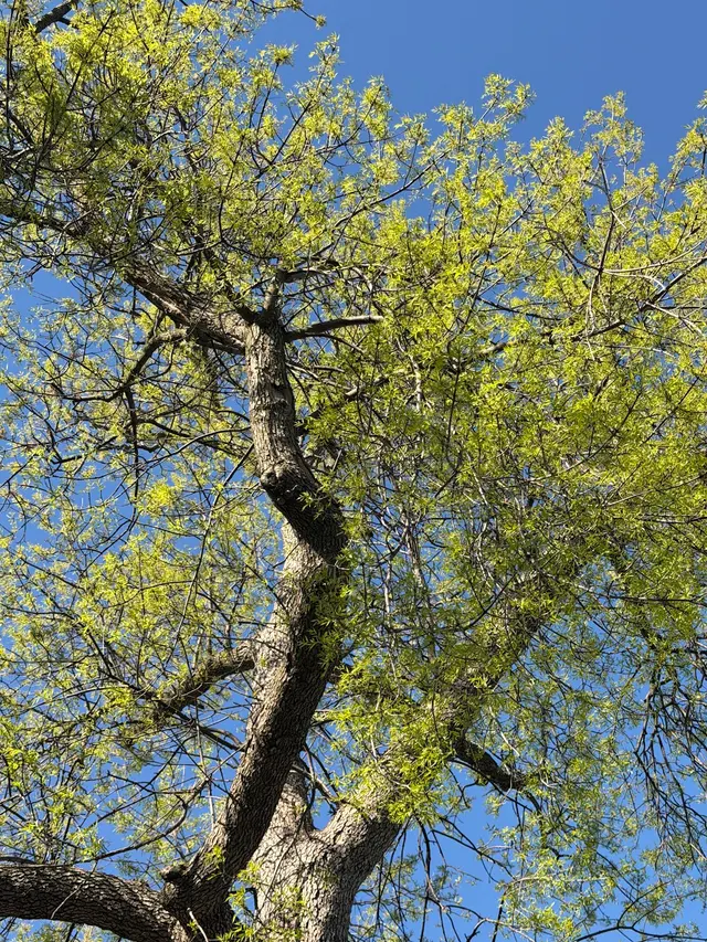 Customer photo of work by Vineland Tree Care, from Kevin Quinn's review
