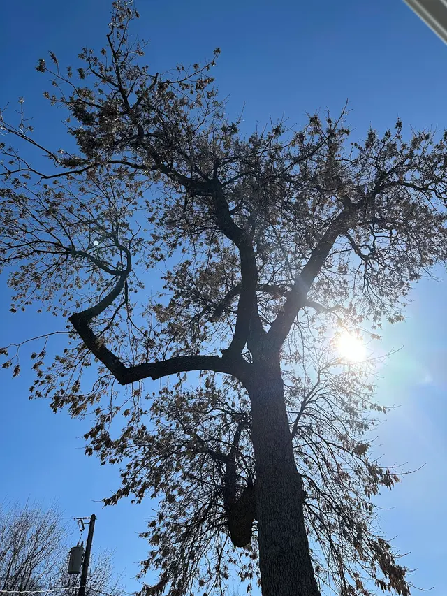 Customer photo of work by Vineland Tree Care, from Kevin Quinn's review