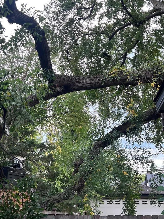 Vineland Tree Care — customer photo 5