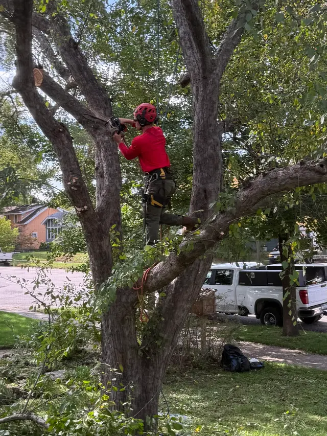 Vineland Tree Care — customer photo 1