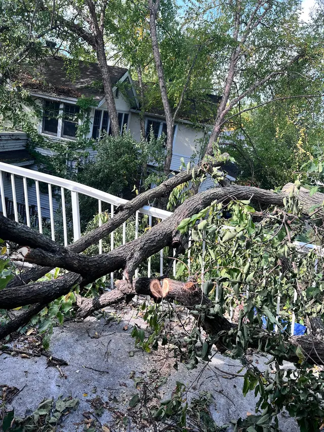 Vineland Tree Care — customer photo 3
