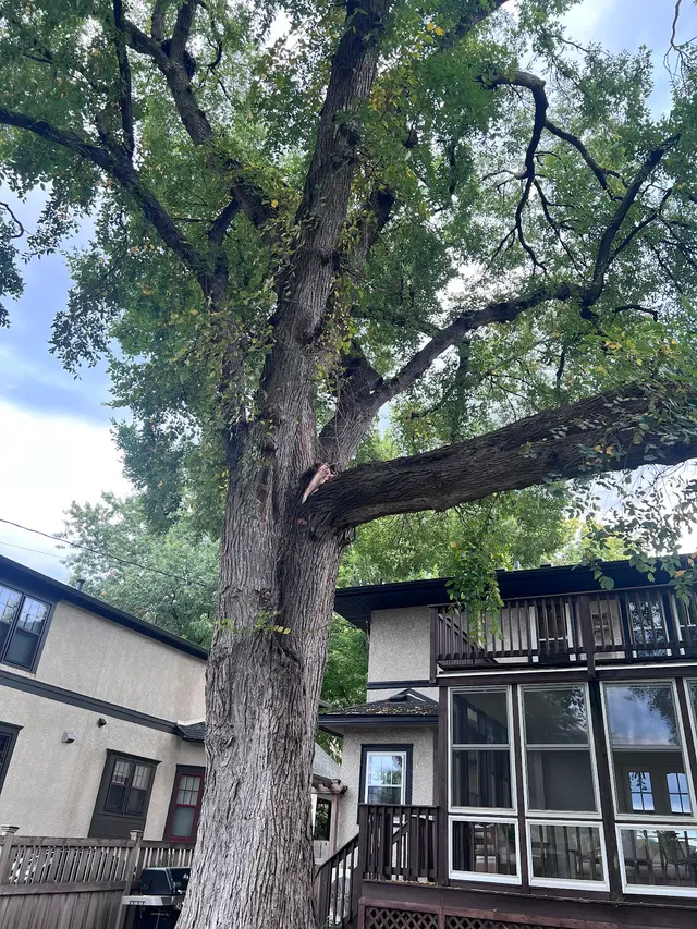 Vineland Tree Care — customer photo 4